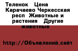 Теленок › Цена ­ 10 000 - Карачаево-Черкесская респ. Животные и растения » Другие животные   